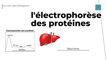 Pourquoi faire une électrophorèse des protéines ?