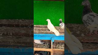 Pigeons lover 🖤🕊️.. #pigeon #kabootar #kabutar #birdwatching #pigeonlife #vilogpigeon