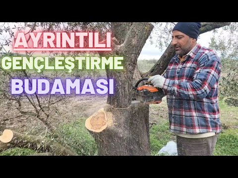 GENÇLEŞTİRME BUDAMASI NASIL YAPILIR? #budama #bakım #olive #zeytin