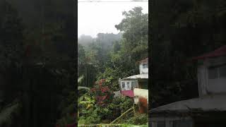 Jamaica Rain Sounds for Sleeping: Rain in Jamaica for Sleep, Meditation to relax #shorts #rainsounds