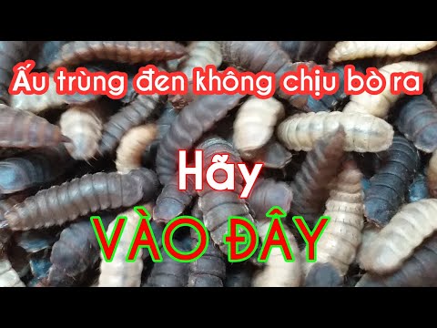 Video: Sâu Bọ Mùa Hè Khó Chịu