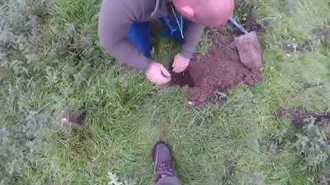 Ferreting, locating, digging for rabbits