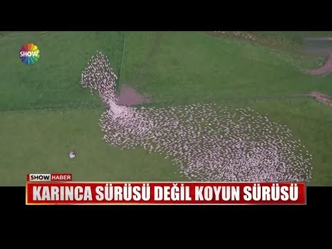 Karınca sürüsü değil koyun sürüsü