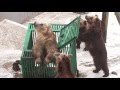 のぼりべつクマ牧場のヒグマ2 の動画、YouTube動画。