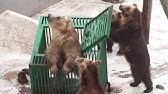 くまくま園 阿仁熊牧場 八幡平クマ牧場死亡事故とウソ Lib Youtube くまくま園 阿仁熊牧場 八幡平クマ牧場死亡事故とウソ Lib Youtube