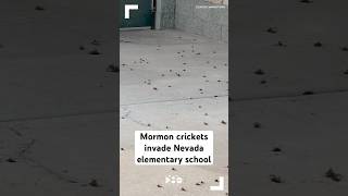 Mormon crickets invade Nevada elementary school