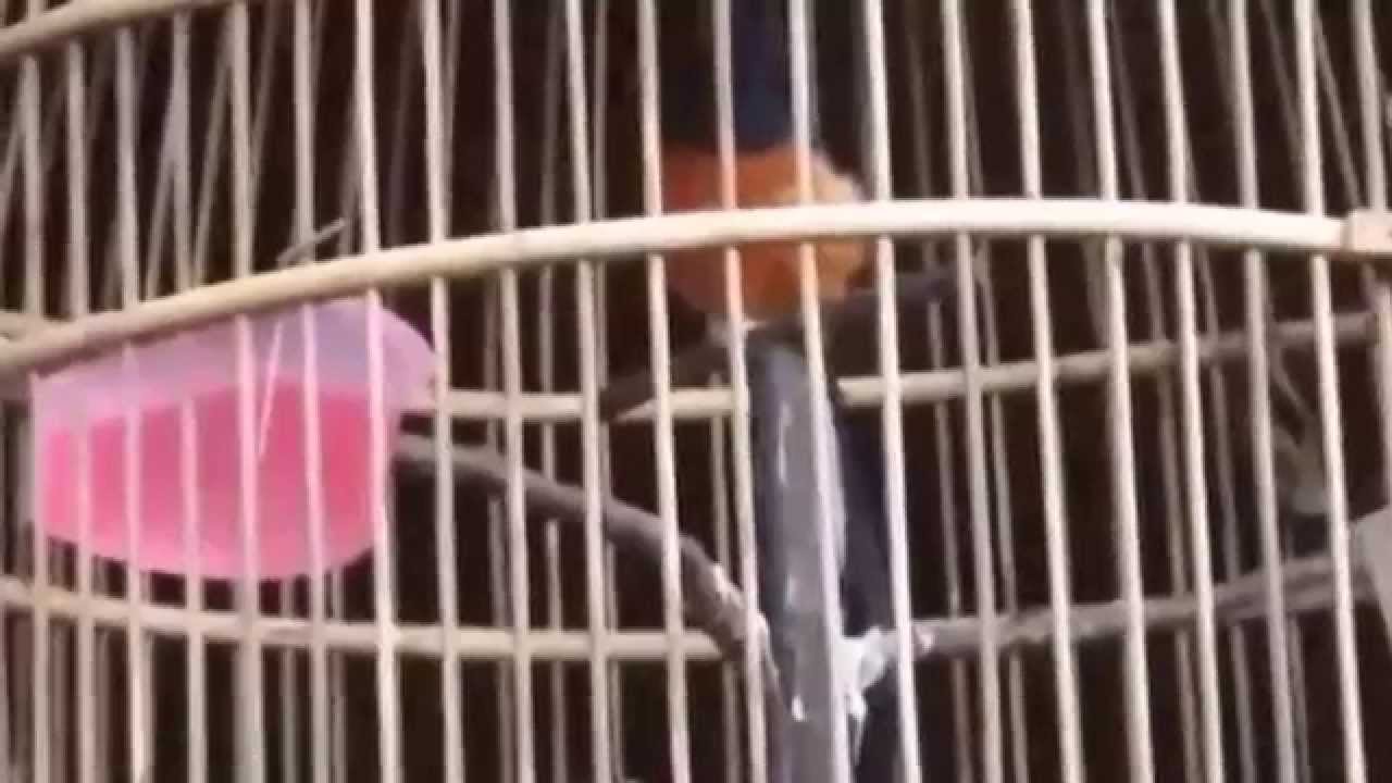 Murai Batu Proyek Suara Murai Batu Burung Kicau Mp3 By Rumahburung