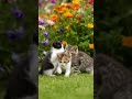 Cute cats #dreamscreenai #cute #cats