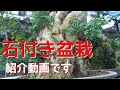 石付き盆栽　紹介動画です