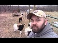 Why Hair Sheep Are The Best Homestead Animal, No Playing Homesteader Here