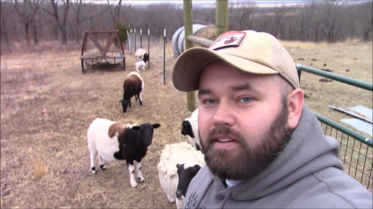 Why Hair Sheep Are The Best Homestead Animal, No Playing Homesteader Here