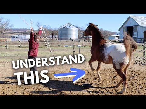 Video: Kaip pasakyti, arkliai?