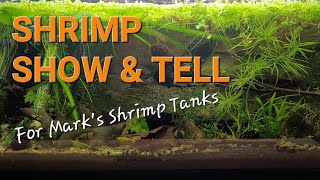 A quick look at the yellow shrimp tank for the Mark's Shrimp Tanks 'Show And Tell' stream