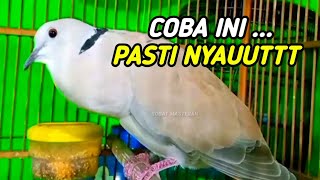 3 DETIK NYAUT !!! SUARA PANCINGAN BURUNG PUTER PELUNG GACOR COCOK UNTUK MASTERAN PUTER MUDA, BAHAN