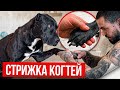 РЕАКЦИЯ Питбулей на стрижку когтей!