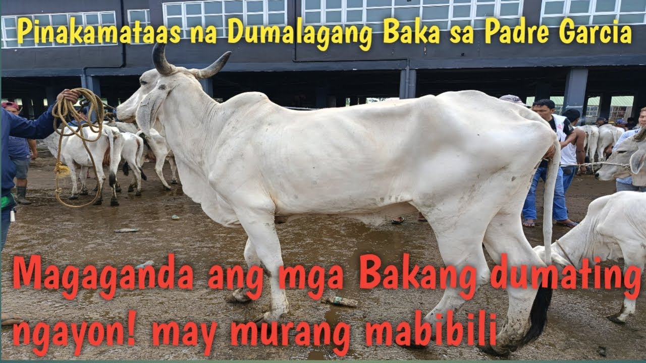 Malalaking Baka inahin at dumalaga Dagsa ngayon!! - YouTube