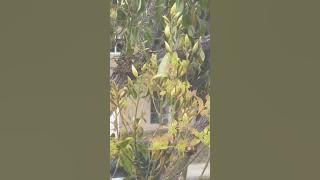 Nature …..#viralreels #youtubeshorts #trending #viral