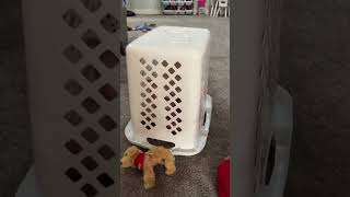 The Best Toys Aren’t Toys! Why a Laundry Basket is All Kids Need This Christmas 🤪 #NonToyToys