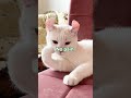 blublublub #cat #music #funny #viral #trending #unfrez #cute #memes #eyecatchy #fyp #relatable