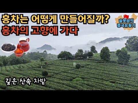 홍차의 고향에서 듣는 차(Tea) 이야기(홍차 제조법, 차 종류 등)