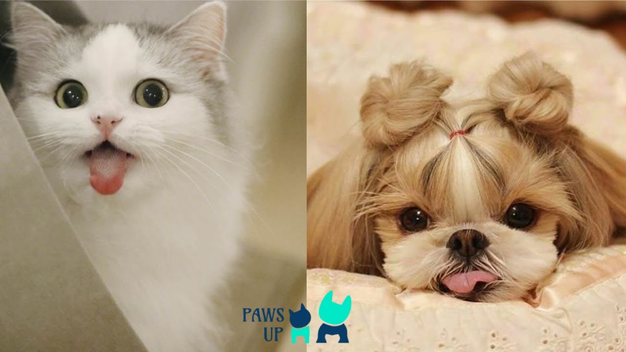 Cutest Baby Dogs š¶ and š» Cats 2021 - Cute and Funny Dog Videos