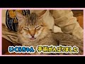 🔴【にこりら】いくらちゃん手術がんばったよライブ