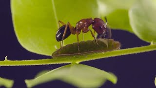 Ants and Blues: The Feeling is Mutual