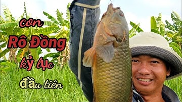 Câu Cá Rô Đồng Khủng, Trê Vàng Sát Sông Lớn l Dân Quê 66.
