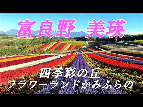 これからが見頃！！富良野美瑛８月のお花畑【北海道 富良野 美瑛】４K