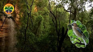 Звуки Леса | Пение Птиц В Лесу Возле Водопада | Звуки Природы