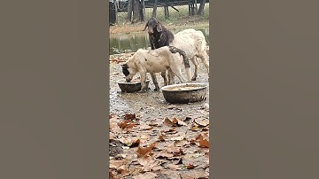 create a dog miracleGreat partner 12