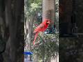 Birdie Friends! 🕊️🐦🪶#bluejay #cardinal #titmouse #easternbluebird #woodpecker
