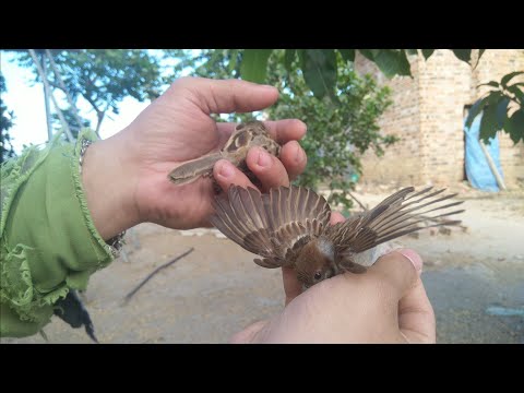 Video: Cách Bắt Chim Sẻ