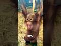 97% Human? The Truth About Baby Orangutans 🐒 #animals #facts #shorts