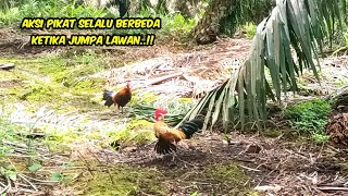 AYAM HUTAN DATANGNYA TERBANG SECEPAT KILAT MENGHAMPIRI PIKAT