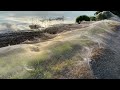 Huge spider web blankets bushland in australia