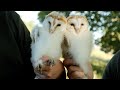 Watch these Adorable Barn Owl Chicks Get their New Identification Rings | Barn Owl Ringing