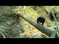 Медведь настроил фотоловушку на "Земле леопарда" \\ Bear and camera trap in Leopard Land