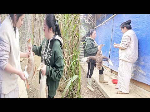 40:17 40:17 Now playing, Buy rice seeds to prepare for planting. 40:17 40:17 Now playing, Buy rice seeds to prepare for planting.