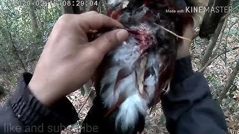 ต่อไก่ป่า(Dib qaib qus lom zem heev) #6