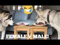 Will My Huskies Steal The Steak Unattended Challenge [MALE V FEMALE!]