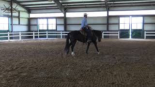 Intro to start Riding in the Hackamore | Horse Training Profile