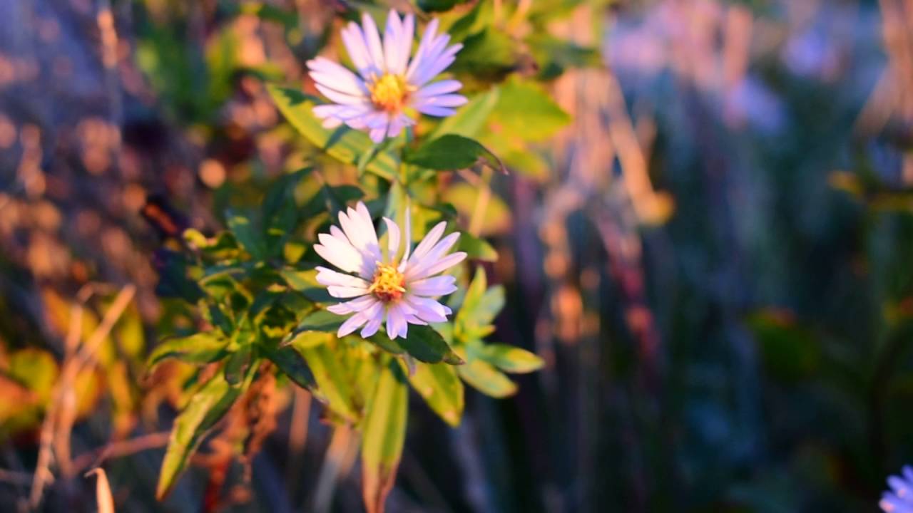 Nikon D3400 Sample Video 3 - 1920X1080, 60P, High Quality -5656