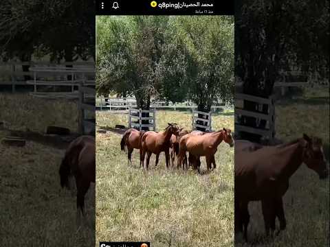 مزارع الخيول سكاريا تركيا