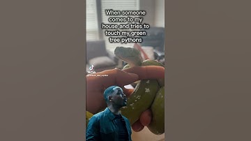 They’re off limits to everyone 🤷‍♂️#gtp #aru #biak #greentreepython #python #pythons #snake #snakes