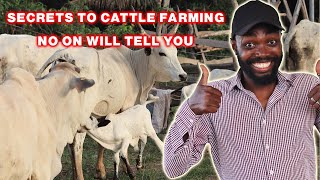 8 TIPS YOU NEED TO SUCCEED IN CATTLE FARMING | LIVESTOCK FARMING IN AFRICA