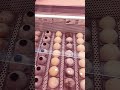 #comida #mochi #food #lovemochis #barcelona #nijiclip