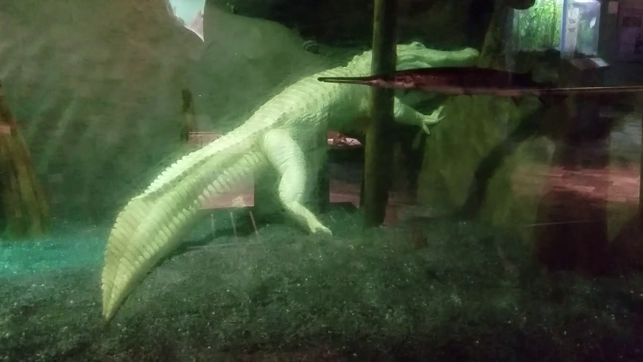 Alabaster the Albino Alligator at the Charleston Aquarium 9.26.2017