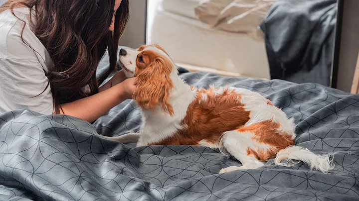 Luxurious, Timeless Waterproof Throw Blankets