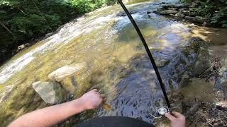 Fishing in the Wissahickon Creek (Multi-Species)